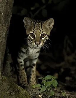Tropical Forest Mammals Drucke: Ocelot (Leopardus pardalus mitis)