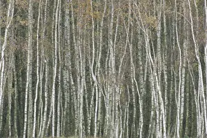 European Birch Forest Drucke: Oderdelta, Oderdelta