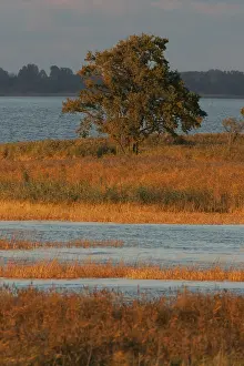 Wetland Landscape Europe Drucke: Oderdelta, Oderdelta
