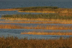 Wetland Landscape Photography Drucke: Oderdelta, Oderdelta