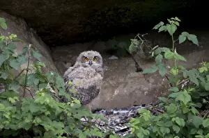 Bilder Datiert 27. Mai 2012: Oehoe; Adlerauge; Bubo bubo