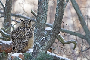 Agami-Bild des Oehoe, Eurasian Eagle Owl