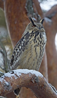 Agami-Bild des Oehoe, Eurasian Eagle Owl
