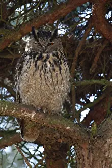 Bilder Datiert 27. März 2013: Huu, Eurasischer Schreiadler, Bubo bubo