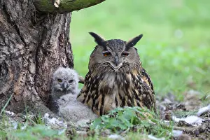 European Eagle Owl Habitat Drucke: Oehoe, Eurasian Eagle-Owl, Bubo bubo