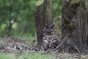 Raptor Bird Photography Drucke: Oehoe, Eurasian Eagle-Owl, Bubo bubo