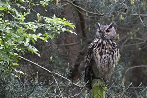 Eurasian Eagle Owl Drucke: Oehoe, Eurasian Eagle-Owl, Bubo bubo