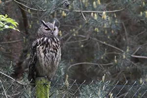 Eurasian Eagle Owl Drucke: Oehoe, Eurasian Eagle-Owl, Bubo bubo