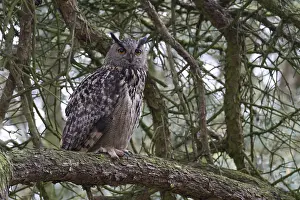Eurasian Eagle Owl Drucke: Oehoe, Eurasian Eagle-Owl, Bubo bubo