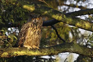European Eagle Owl Drucke: Oehoe, Eurasian Eagle Owl, Bubo bubo