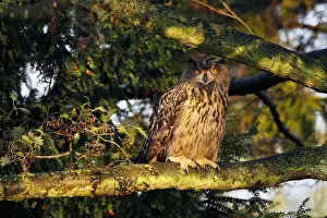 European Eagle Owl Drucke: Oehoe, Eurasian Eagle Owl, Bubo bubo