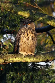 November Drucke: Huu, Eurascher Adlerohreule, Bubo bubo
