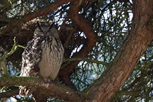 Eurasian Eagle Owl Drucke: Oehoe, Eurasian Eagle-Owl, Bubo bubo
