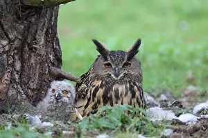 Bubo Bubo Drucke: Oehoe, Eurasian Eagle-Owl, Bubo bubo