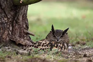 Eurasian Eagle Owl Drucke: Oehoe, Eurasian Eagle-Owl, Bubo bubo