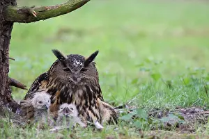 Eurasian Eagle Owl Drucke: Oehoe, Eurasian Eagle-Owl, Bubo bubo