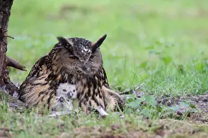 Eurasian Eagle Owl Drucke: Oehoe, Eurasian Eagle-Owl, Bubo bubo