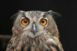 Eurasian Eagle Owl Drucke: Oehoe, Eurasian Eagle Owl, Bubo bubo