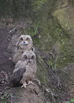 Eurasian Eagle Owl Drucke: Oehoe, Eurasian Eagle-Owl, Bubo bubo