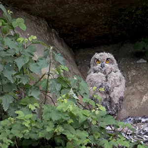 Bilder Datiert 27. Mai 2012: Huu, Eurascher Adlerbussard, Bubo bubo