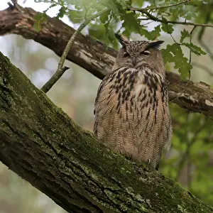 Eurasian Eagle Owl Drucke: Oehoe, Eurasian Eagle Owl, Bubo bubo