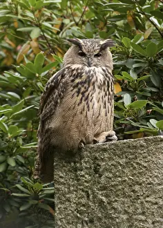 Eurasian Eagle Owl Drucke: Oehoe, Eurasian Eagle Owl, Bubo bubo