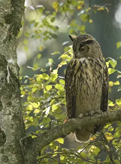 Eurasian Eagle Owl Drucke: Oehoe, Eurasian Eagle Owl, Bubo bubo
