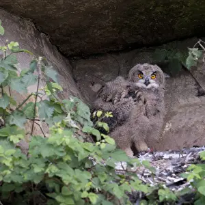 Bubo Bubo Species Drucke: Oehoe, Eurasian Eagle-Owl, Bubo bubo