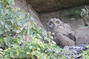 Bilder Datiert 27. Mai 2012: Huu, Eurascher Adler-Eule, Bubo bubo