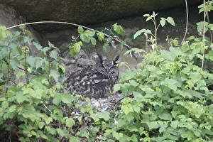 Bilder Datiert 21. Mai 2012: Huu, Eurascher Adlerohr-Uhu, Bubo bubo