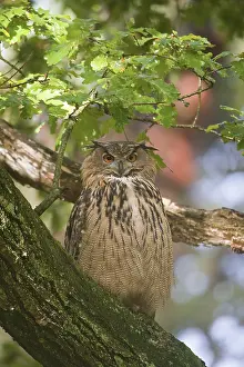 Eurasian Eagle Owl Drucke: Oehoe, Eurasian Eagle Owl, Bubo bubo