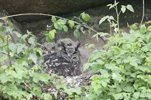 Bilder Datiert 21. Mai 2012: Huu, Eurascher Adler-Ohreule, Bubo bubo