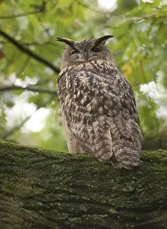 Eurasian Eagle Owl Habitat Drucke: Oehoe, Eurasian Eagle Owl, Bubo bubo