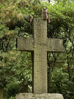 Eurasian Eagle Owl Drucke: Oehoe, Eurasian Eagle Owl, Bubo bubo