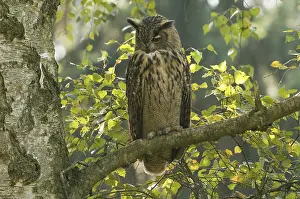 Eurasian Eagle Owl Drucke: Oehoe, Eurasian Eagle Owl, Bubo bubo