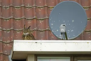Bubo Bubo Species Drucke: Oehoe, Eurasian Eagle-Owl, Bubo bubo