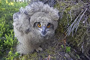 Oehoe, Eurascher Adler-Ohreule, Bubo bubo.
