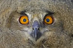 Eurasian Eagle Owl Drucke: Oehoe, Eurasian Eagle-Owl, Bubo bubo