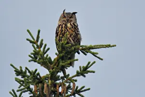 Eurasian Eagle Owl Drucke: Oehoe, Eurasian Eagle-Owl, Bubo bubo