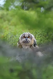 Juli Drucke: Huu, Eurascher Adler-Ohreule, Bubo bubo