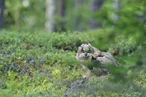 Eurasian Eagle Owl Drucke: Oehoe, Eurasian Eagle-Owl, Bubo bubo