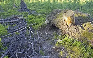 Eurasian Eagle Owl Drucke: Oehoe, Eurasian Eagle-Owl, Bubo bubo