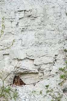 Eurasian Eagle Owl Drucke: Oehoe, Eurasian Eagle Owl, Bubo bubo