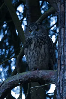 Eurasian Eagle Owl Drucke: Oehoe, Eurasian Eagle-Owl, Bubo bubo