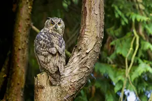 Eurasian Eagle Owl Drucke: Oehoe, Eurasian Eagle-Owl, Bubo bubo