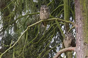 Eurasian Eagle Owl Drucke: Oehoe, Eurasian Eagle-Owl, Bubo bubo