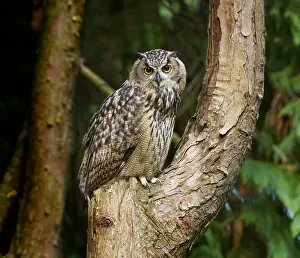 Eurasian Eagle Owl Drucke: Oehoe, Eurasian Eagle-Owl, Bubo bubo