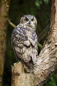 Eurasian Eagle Owl Drucke: Oehoe, Eurasian Eagle-Owl, Bubo bubo