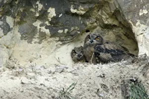 European Birdlife Drucke: Oehoe, Eurasian Eagle-owl, Bubo bubo