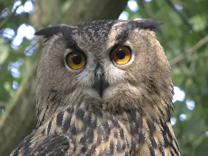 Eurasian Eagle Owl Drucke: Oehoe; Eurasian Eagle Owl; Bubo bubo